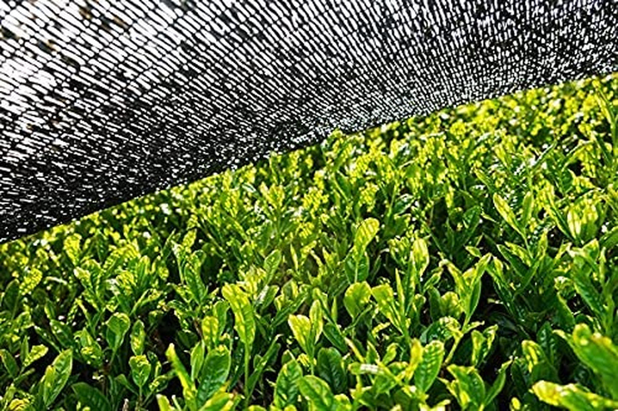 BIO Matcha pulver 100 g I Ingen tilsætningsstoffer - 100% naturlig I Premium japansk Matcha te I Grøn te pulver fra