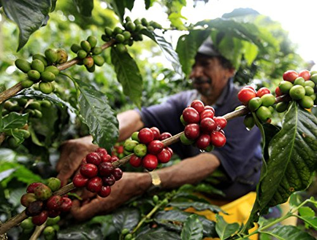 100 % naturlige Arabica-kaffebønner 1 kg – intenst ristet espressokaffe med en blanding af colombiansk og brasiliansk oprindelse – Fair Trade.
