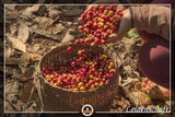 Speciel kaffe fra Sydamerika - Galapagos, øernes unikke økosystem (1000 gram, hele bønner) - enkelt oprindelseskaffe - premium kaffe - lav surhedsgrad - let ristet og frisk