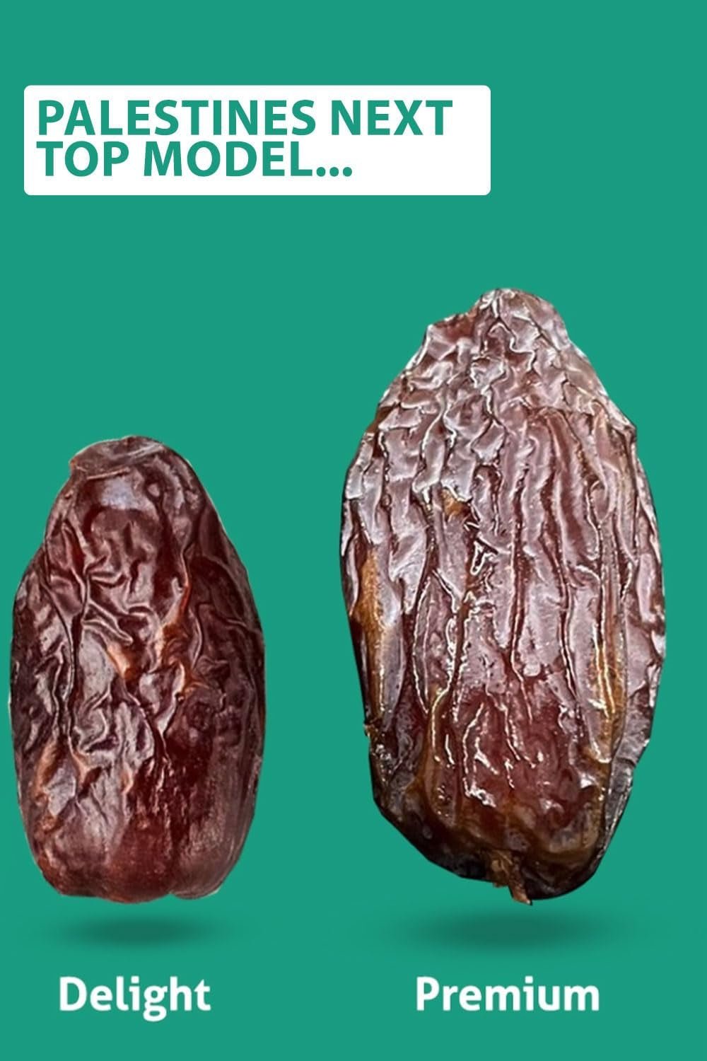 NABALI FAIRKOST FOR ALLE Dadler Medjool Medjoul fra Palæstina - 100% naturlig vegansk aromatisk traditionel frisk og orientalsk I uden konserveringsmidler 5 kg (1 pakke), Små/Mellem Dehydrerede produkter Naty Shop
