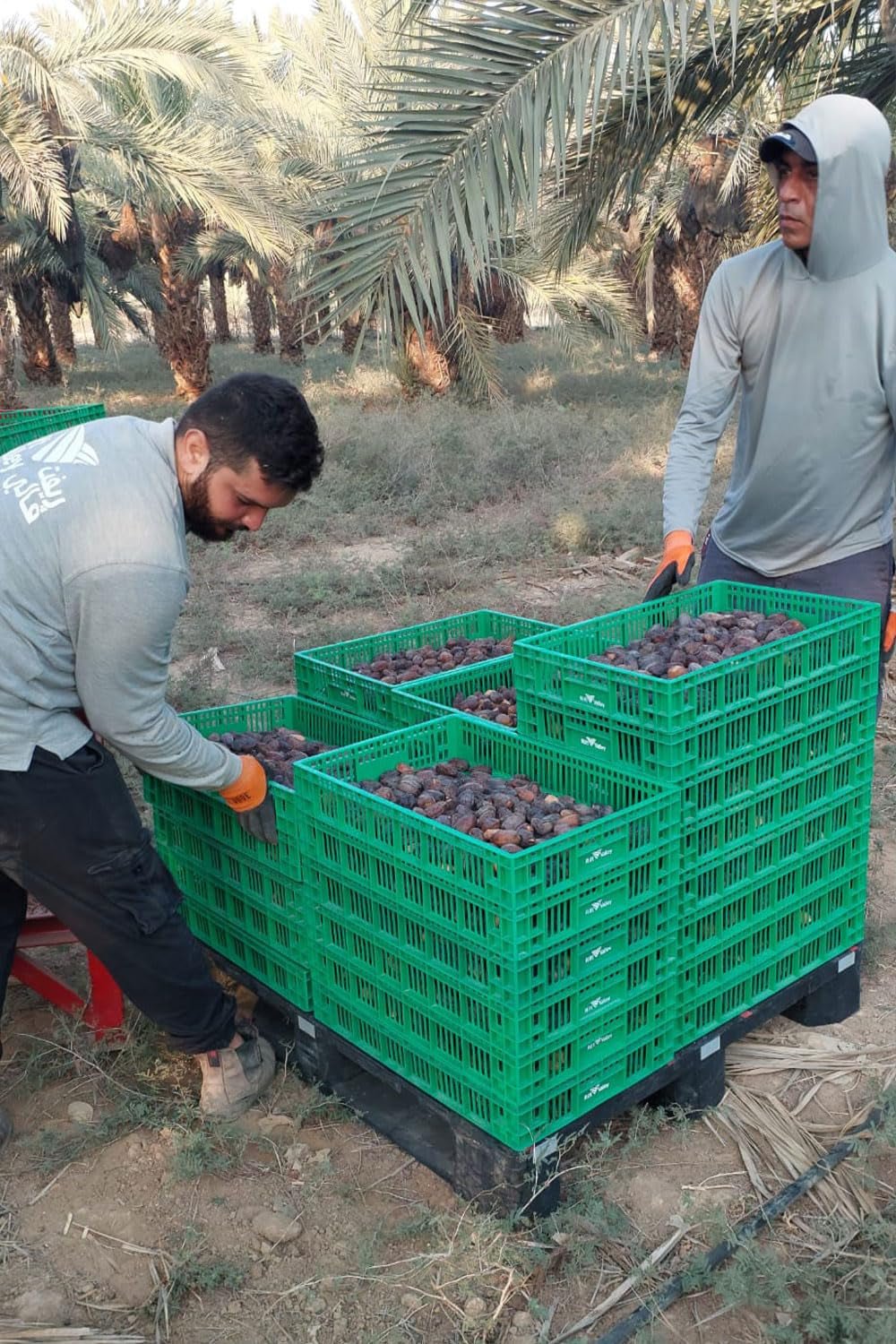 NABALI FAIRKOST FOR ALLE Medjoul - Medjool Dates Choice I - 100% naturlig aromatisk frisk orientalsk blød I sød som honning og karamelliseret I Oprindelse: Palæstina I (1x1KG) Dehydrerede produkter Naty Shop
