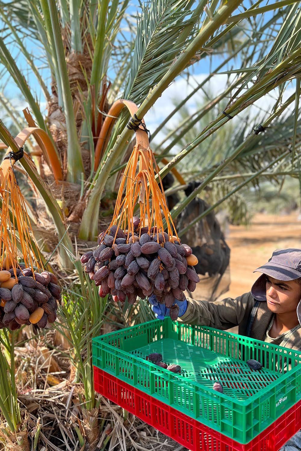 NABALI FAIRKOST FOR ALLE Medjoul - Medjool Dates Choice I - 100% naturlig aromatisk frisk orientalsk blød I sød som honning og karamelliseret I Oprindelse: Palæstina I (1x1KG) Dehydrerede produkter Naty Shop