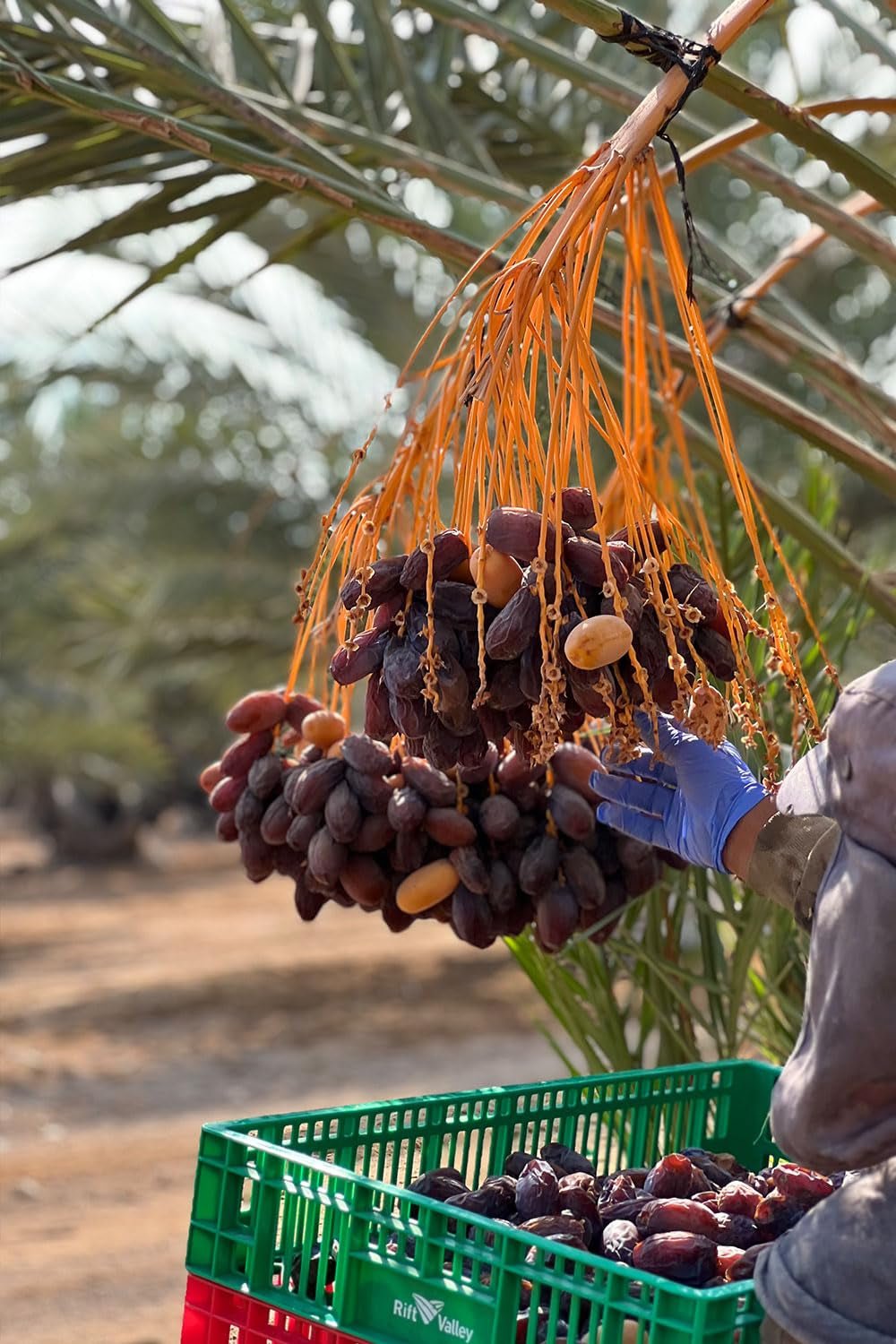 NABALI FAIRKOST FOR ALLE Medjoul - Medjool Dates Choice I - 100% naturlig aromatisk frisk orientalsk blød I sød som honning og karamelliseret I Oprindelse: Palæstina I (1x1KG) Dehydrerede produkter Naty Shop