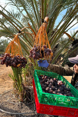 NABALI FAIRKOST FOR ALLE Medjoul - Medjool Dates Choice I - 100% naturlig aromatisk frisk orientalsk blød I sød som honning og karamelliseret I Oprindelse: Palæstina I (1x1KG) Dehydrerede produkter Naty Shop