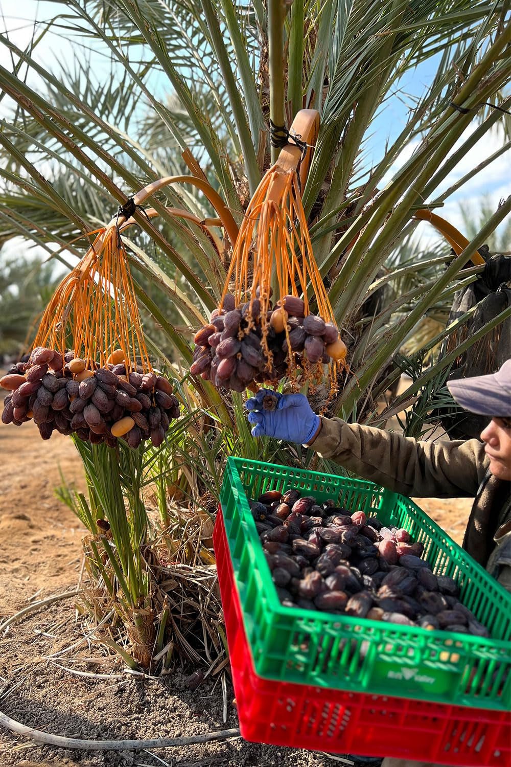 NABALI FAIRKOST FOR ALLE Medjoul - Medjool Dates Choice I - 100% naturlig aromatisk frisk orientalsk blød I sød som honning og karamelliseret I Oprindelse: Palæstina I (1x1KG) Dehydrerede produkter Naty Shop
