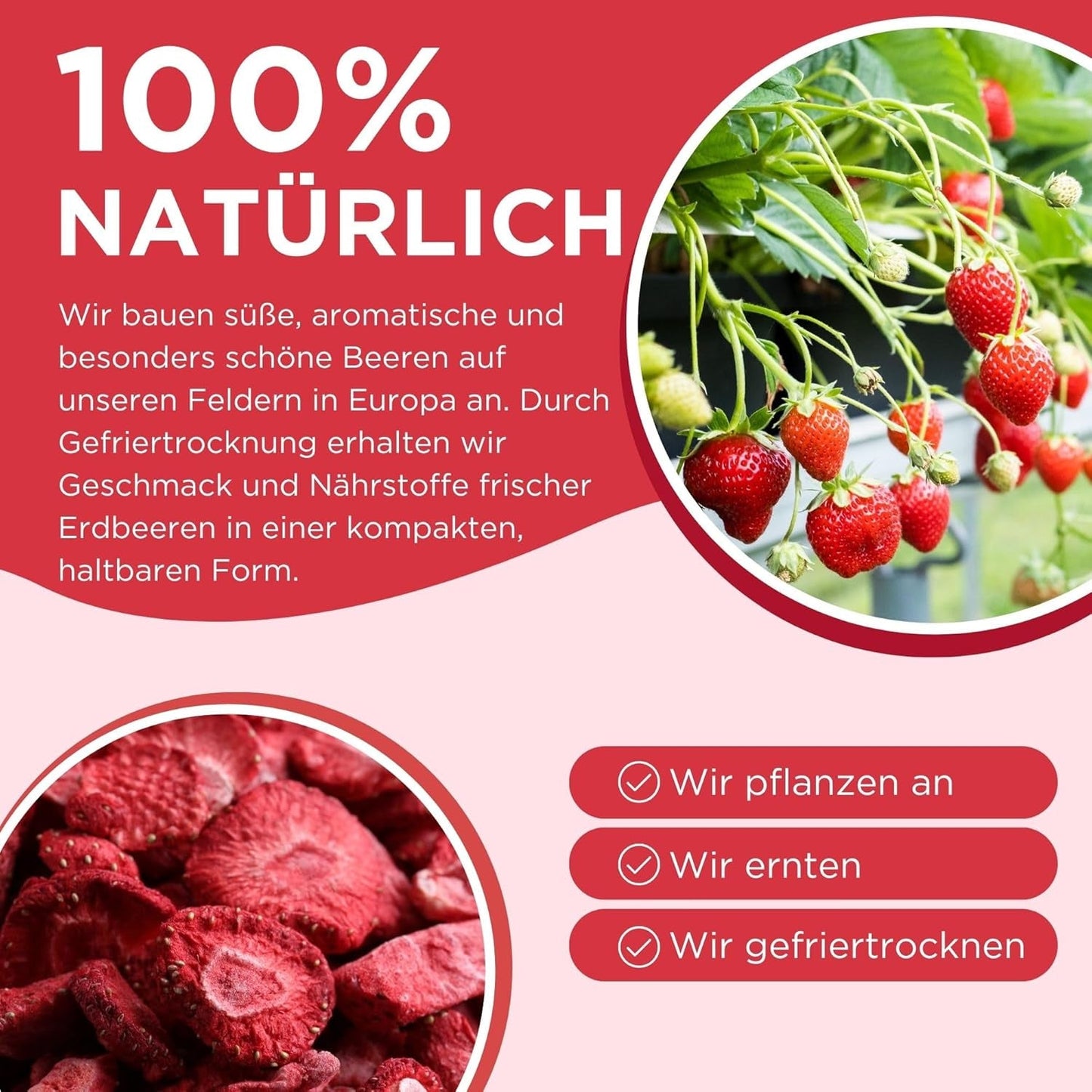 Sommer frysetørrede jordbær - pakke med 5 - sukkerfri, 100% naturlige, lækre sprøde snacks til børn og voksne, ideel til korn og madpakker (55g) Dehydrerede produkter Naty Shop