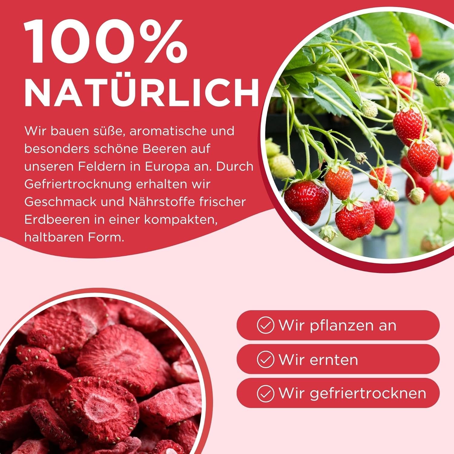 Sommer frysetørrede jordbær - pakke med 5 - sukkerfri, 100% naturlige, lækre sprøde snacks til børn og voksne, ideel til korn og madpakker (55g) Dehydrerede produkter Naty Shop