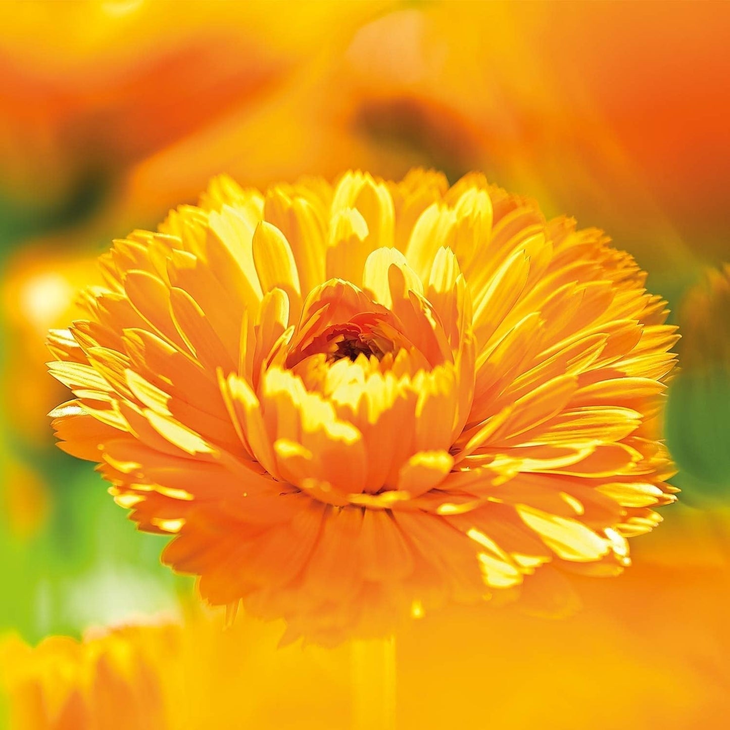 WELEDA Organic Baby Calendula Magic Balm - Universal balsam af naturlig kosmetik til ansigt og krop til at pleje og berolige tør hud og læber. Universal rig balsam til babyer og børn (1x 25g) Børn - Bad og hudpleje Naty Shop