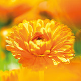 WELEDA Organic Baby Calendula Magic Balm - Universal balsam af naturlig kosmetik til ansigt og krop til at pleje og berolige tør hud og læber. Universal rig balsam til babyer og børn (1x 25g) Børn - Bad og hudpleje Naty Shop
